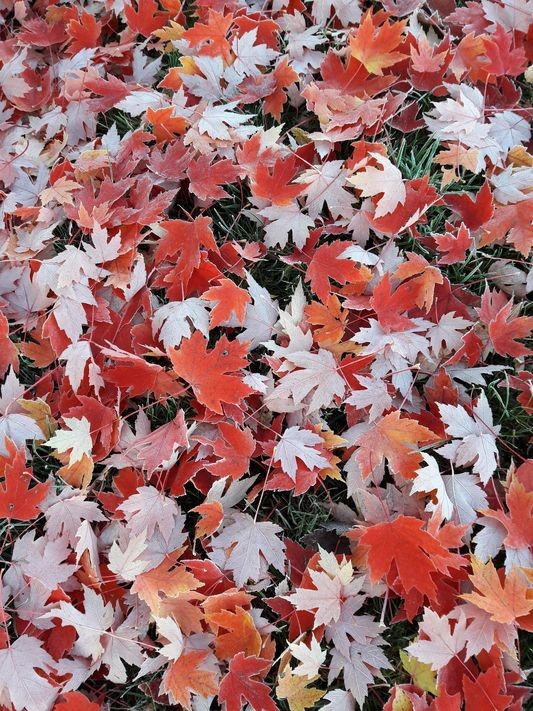 tapis de feuilles