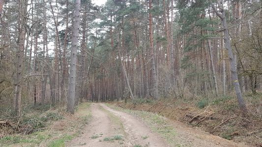  dans la foret