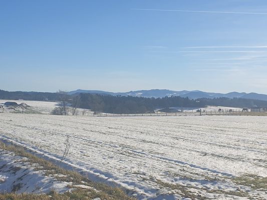 le lizieux 