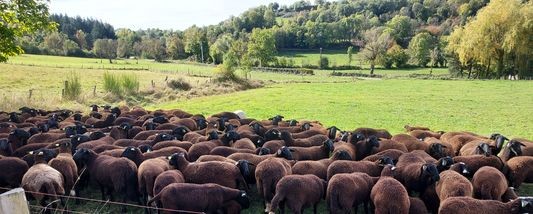  moutons des peyrouses