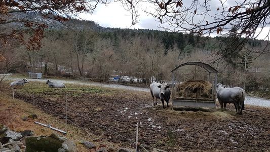 vaches grises