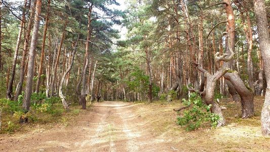 bois de sainzelles