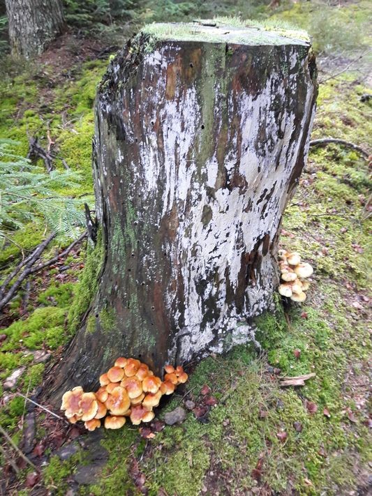 champignons
