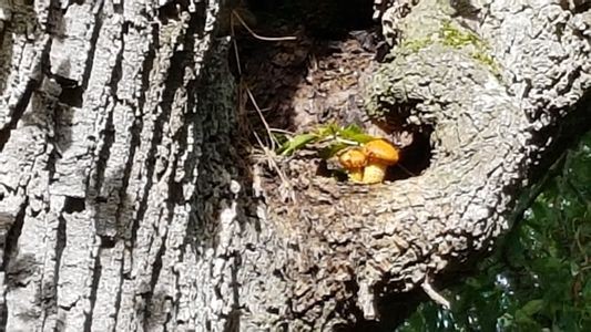 grotte a champignons