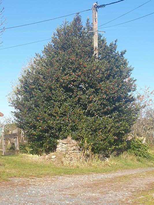 houx aux brayes