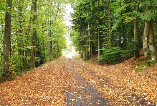  voie verte en automne