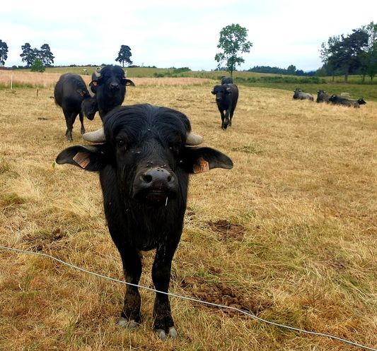 05 bufles