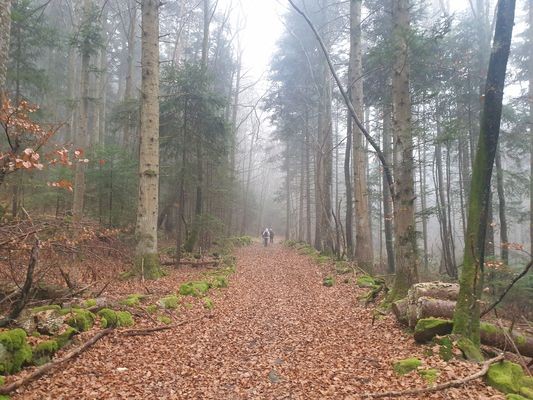 dans la foret 1