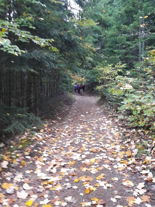 bois de lerissel