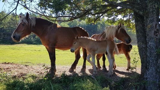  bonjour les chevaux 1