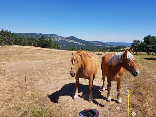  bonjour les chevaux