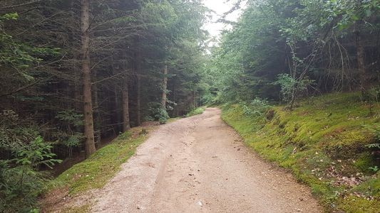  chemin dans la foret