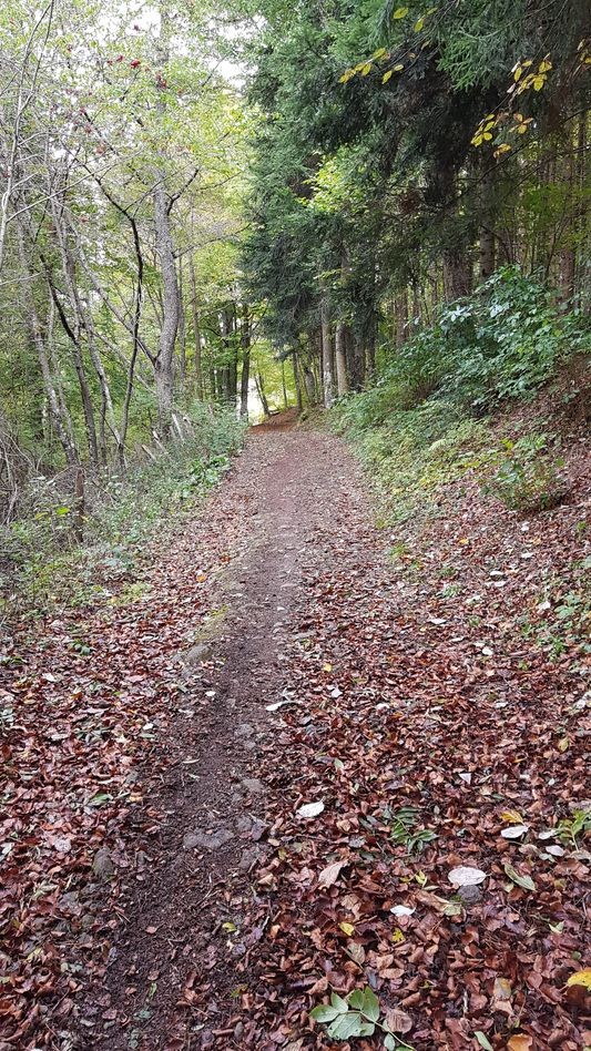 foret de peymarie
