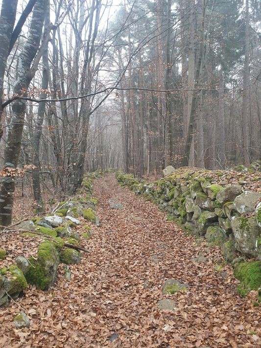  sentier dans la foret 1