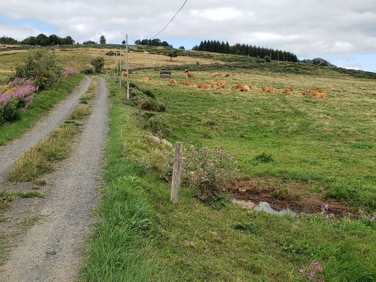  troupeau de vaches
