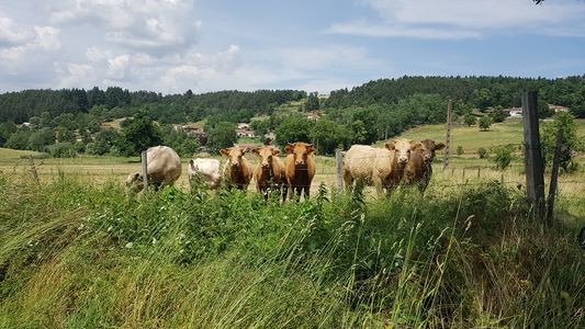 vaches en attente de calins