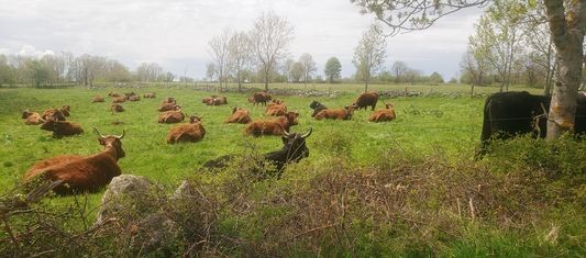  salers equipees de cloches