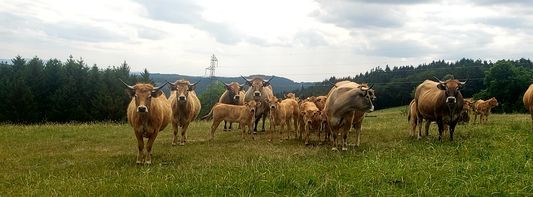 14 troupeau de vaches
