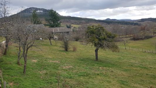 arbre pare de gui
