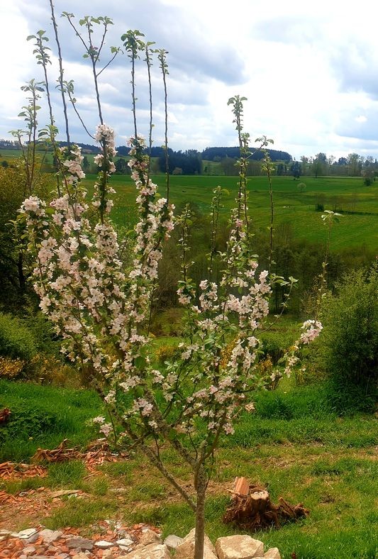  cerisier en fleurs 1