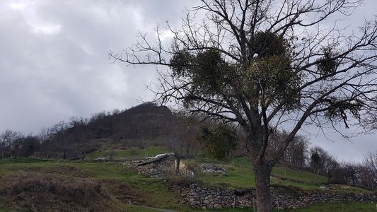 Suc de mercoeur