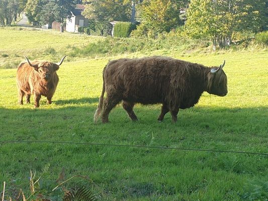 Vaches aux cheveux longs